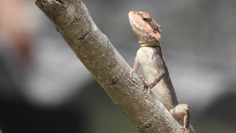 lizard in tree waiting for pry