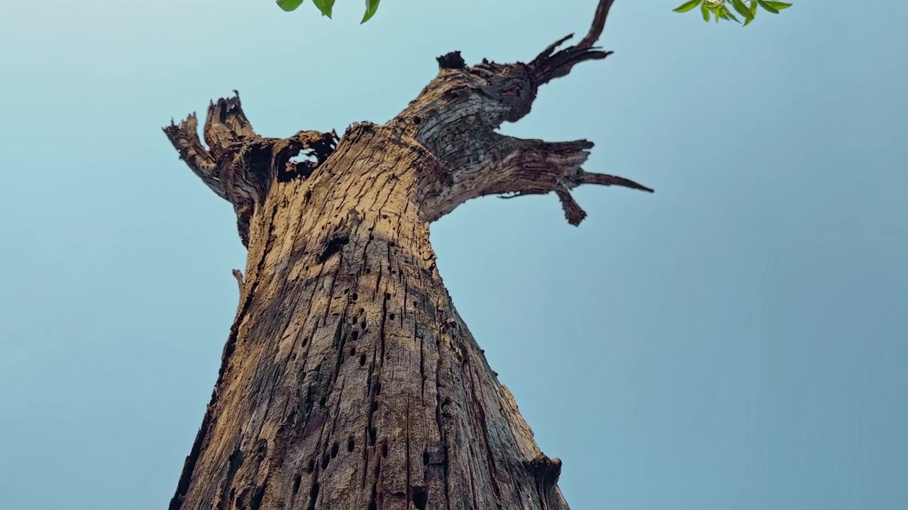 Vista dal basso verso l'alto di un tronco d'albero morto e stagionato con rami spezzati e corteccia ruvida, stagliato contro un cielo azzurro limpido, ripreso con un movimento di telecamera orbitante cinematografico.