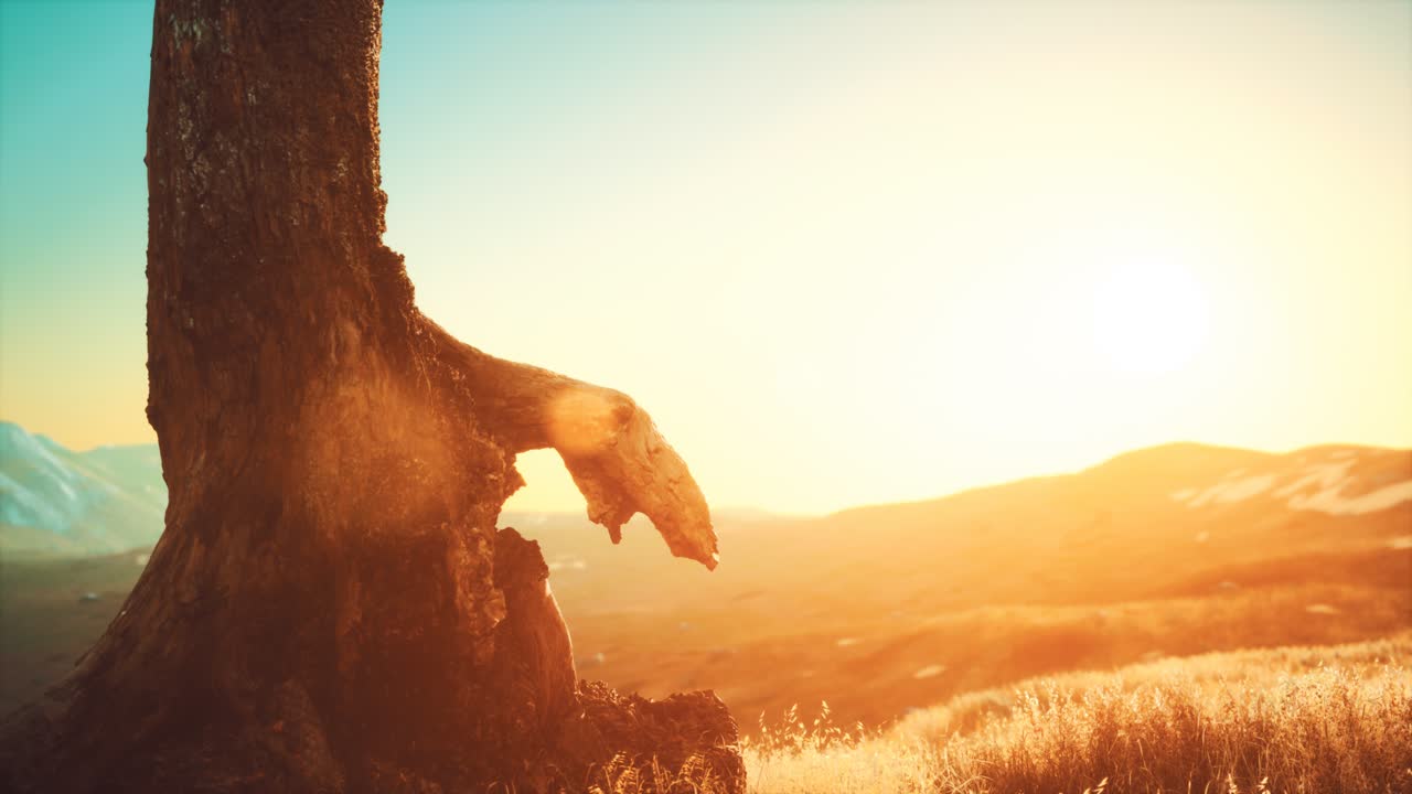 해가 지면 언덕에 있는  ⁇ 은 나무 줄기