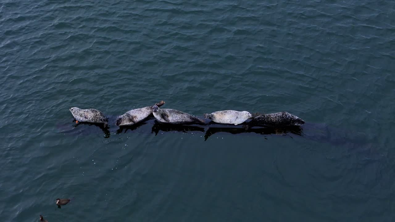 Aerial view of seals resting together on coastal rocks in Scotland, showcasing marine wildlife in its natural habitat along the rugged northern shoreline