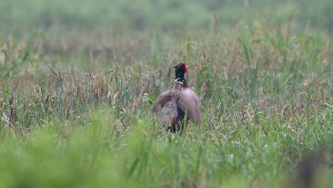 a ring necked pheasant in the wet morning grass in a field