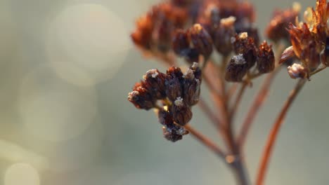 angelica wild flower shook by the breeze, rugged leaves, macro view of a plant