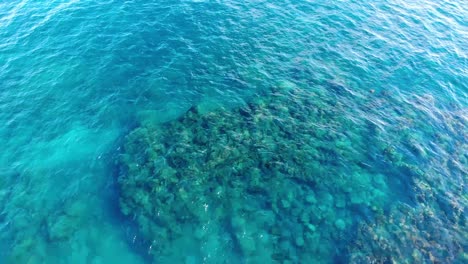 Korallen-Wachsen-Auf-Vulkangestein-Nahe-Der-Küste-Der-Südöstlichen-Insel-Hawaii