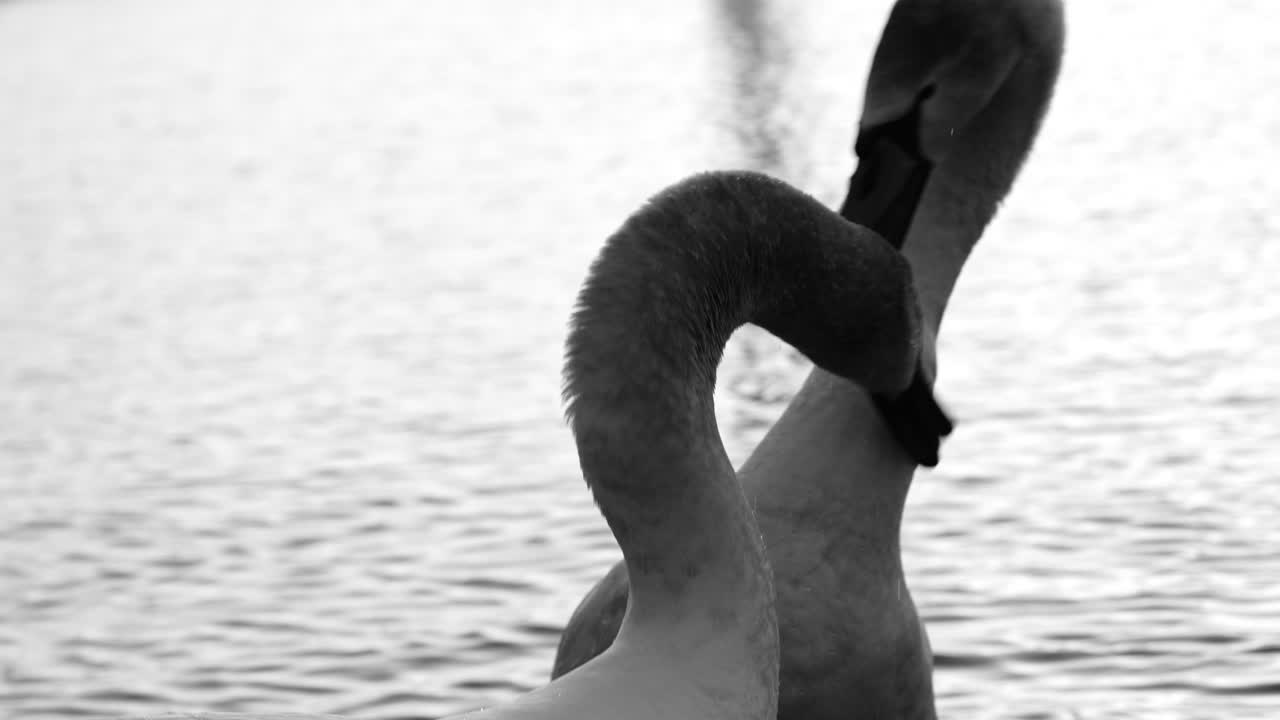 Cisnes em lago calmo em preto e branco, vida selvagem elegante com pescoços graciosos, símbolo romântico de amor, ondulações suaves na água, natureza minimalista e tranquila