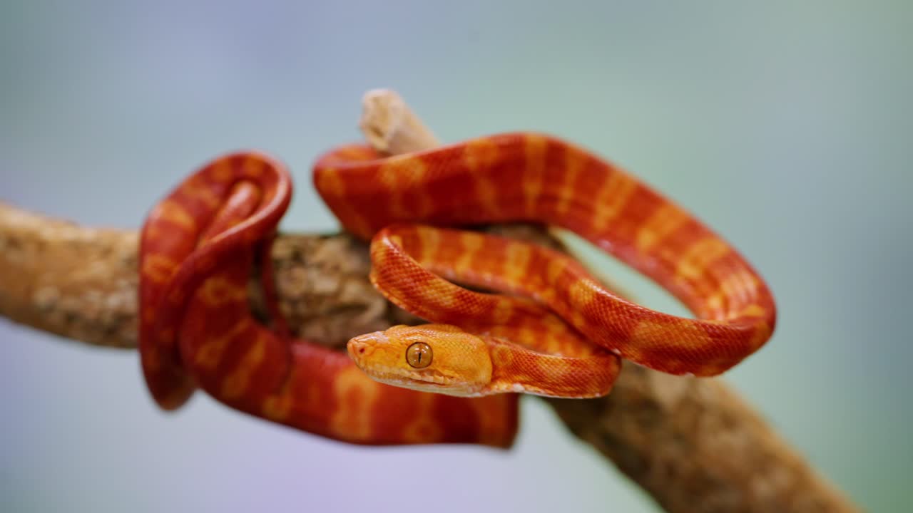 Bright orange snake twisting slowly on a branch, captured in slow-motion for detailed view