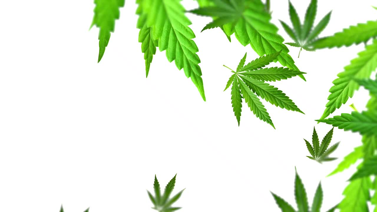 대마초 또는 흰색에 흰색 소용돌이에 해시 잎