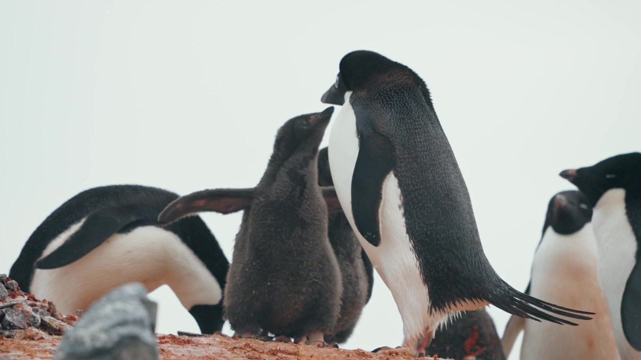 La colonie de manchots Adélie sur la côte du continent antarctique. Gros plan.