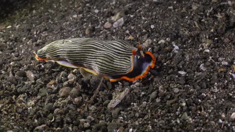 Nudibranquio-Armina-De-Semper-Arrastrándose-Sobre-Escombros-De-Arena-En-La-Noche