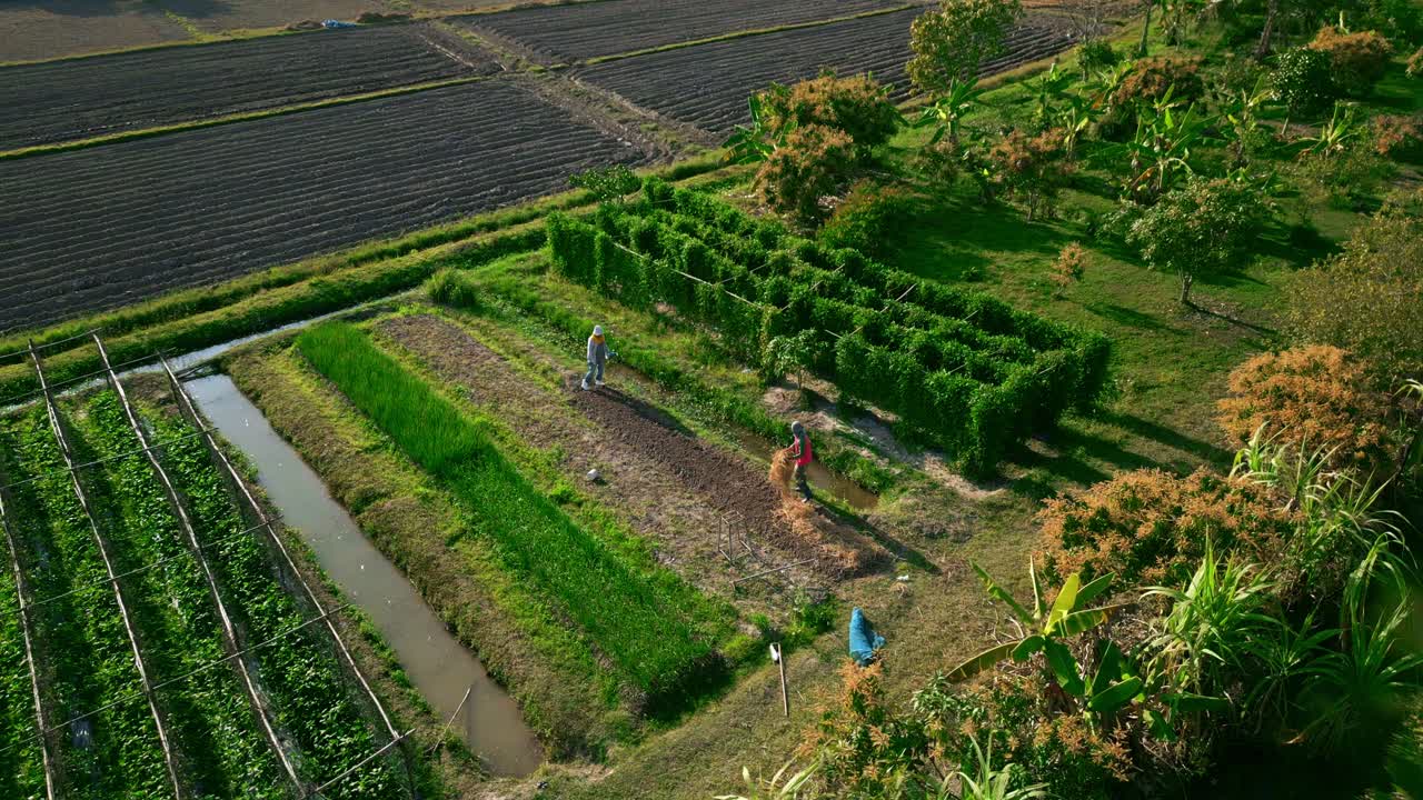 Rekaman rekaman stok drone udara yang memperlihatkan petani yang bekerja di ladang pertanian di Chiang Mai, Thailand, pada hari yang cerah, menunjukkan kehidupan pedesaan, pertanian tradisional, dan produksi makanan di Thailand utara