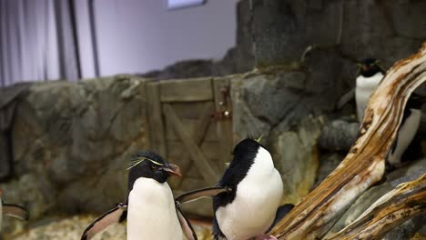 two penguins communicate and move around