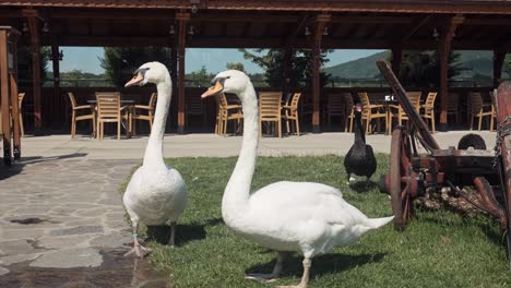 two white swans and a black swan with long necks standing on wet grass in seating area