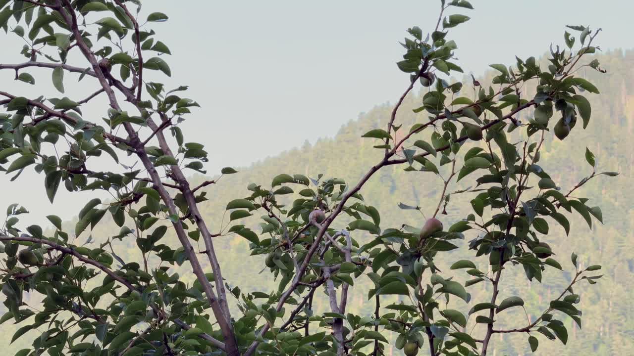 Beauty of Rural India and farmers land, Nature beauty, Hills, Green Fields with Village Life in Forest area and Timeless Travel Escapes, sstkTravel