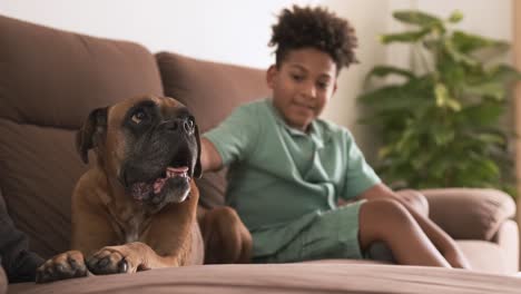 a boxer dog and a child relaxing on a couch