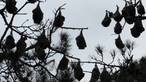 Silhouette-Einer-Großen-Fledermauskolonie-Kopfüber-In-Einem-Baum