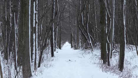 Plano-General-De-Un-Camino-A-Través-Del-Bosque-Cubierto-De-Nieve