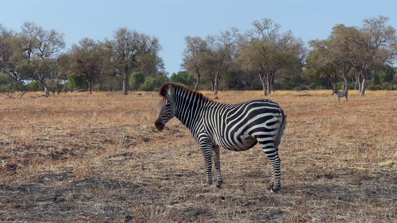 싸움에서 리를 잃은 크로샤이 제브라 (equus quagga crawshayi) 는 피부를 흔들면서 곤충을 아니다. - 비아의 사우스 루앙와 국립공원