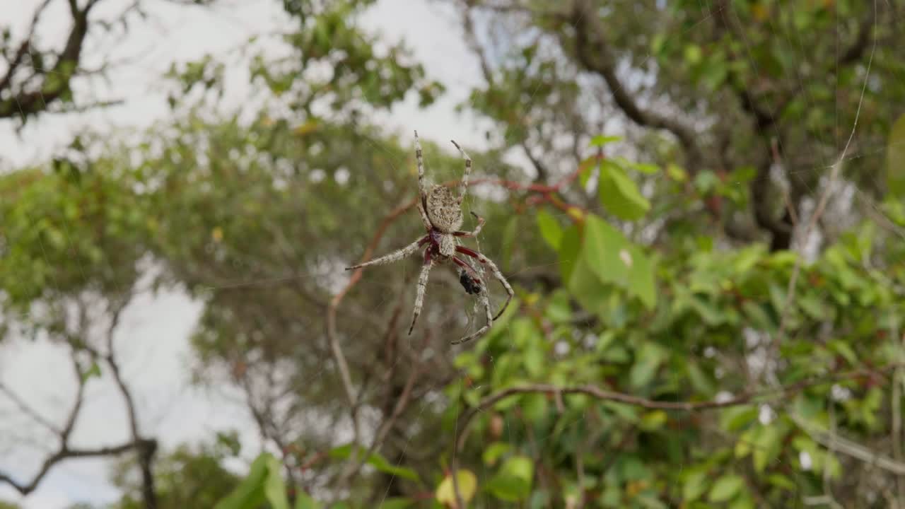 Close-up shot of a massive spider, showcasing its intricate features and detailed texture, emphasizing its legs, body, and natural design.