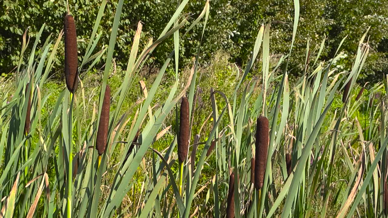Close up view of Bulrush cattail or typha blossoming plants during summer time sunny day with bokeh forest with green leaves in the background. Wind moves the plants slowly from left to right