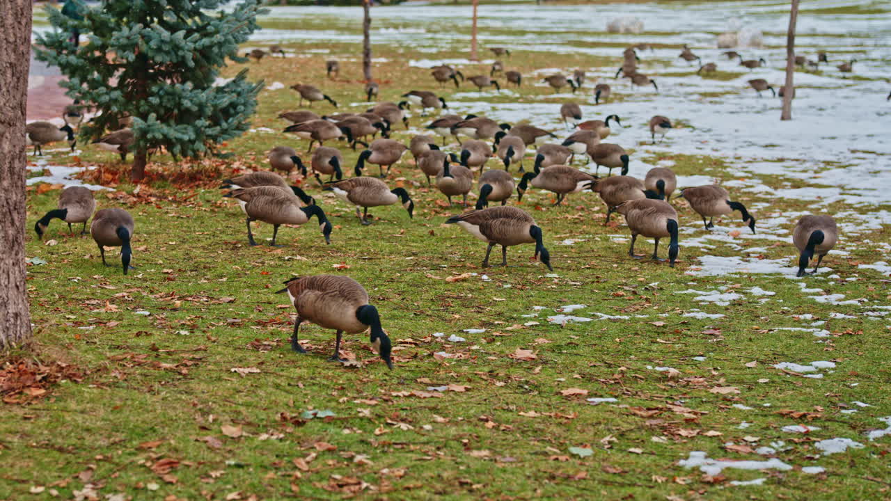 A large flock of Canada geese spreads out feeding calmly on snowy grass in a quiet urban park during early winter. Soft mood and natural behavior. Light lateral movement