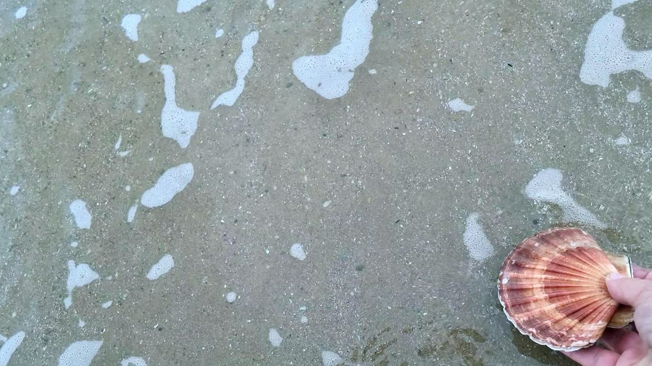 macho con la mano sosteniendo una concha fresca de vieira colorida en la costa del puerto frente al mar del norte de gales