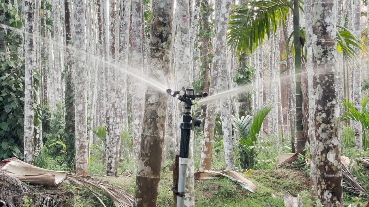 Close up of sprinkler spraying water to irrigate areca plantation