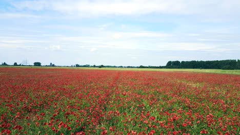 Stunning-aerial-top-view-flight-red-poppyfield-Rural-area-summer-meadow