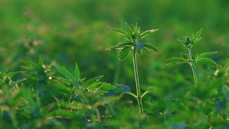 Shallow-focus-shot-of-Cannabis-field