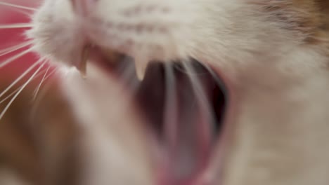 ginger cat yawning slow motion