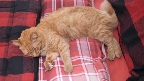 orange tabby cat sleeping on a red and black plaid blanket