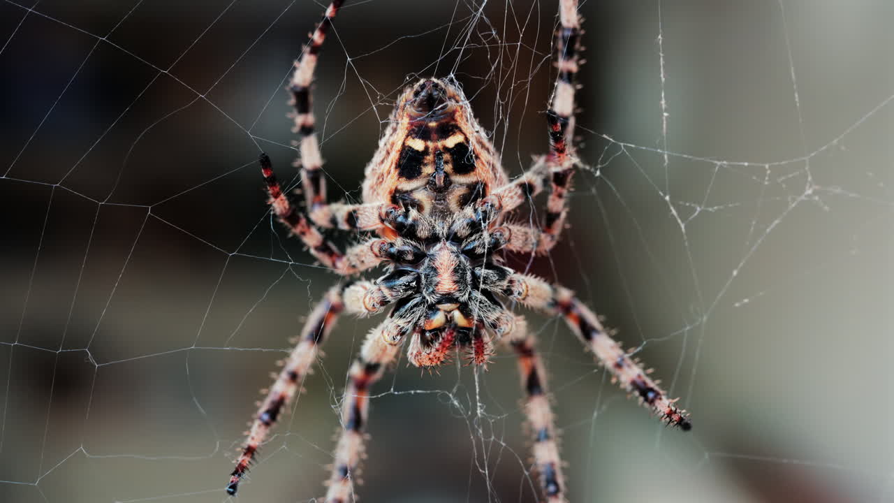 Close up of a spider sitting in its web, showing intricate details of its body and fine silk threads