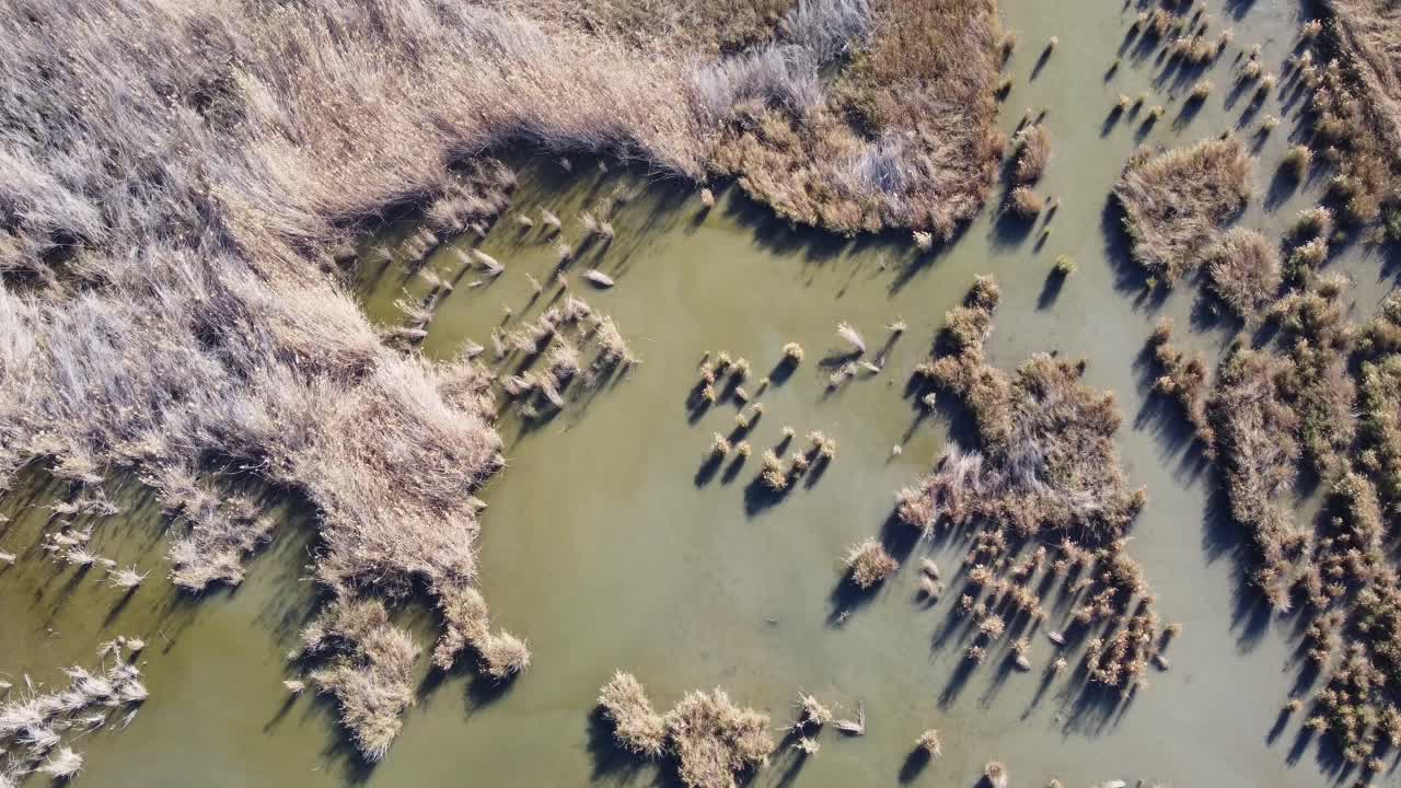 laguna costiera nell'albufera di valencia, spagna, vista aerea dall'alto verso il basso della vegetazione