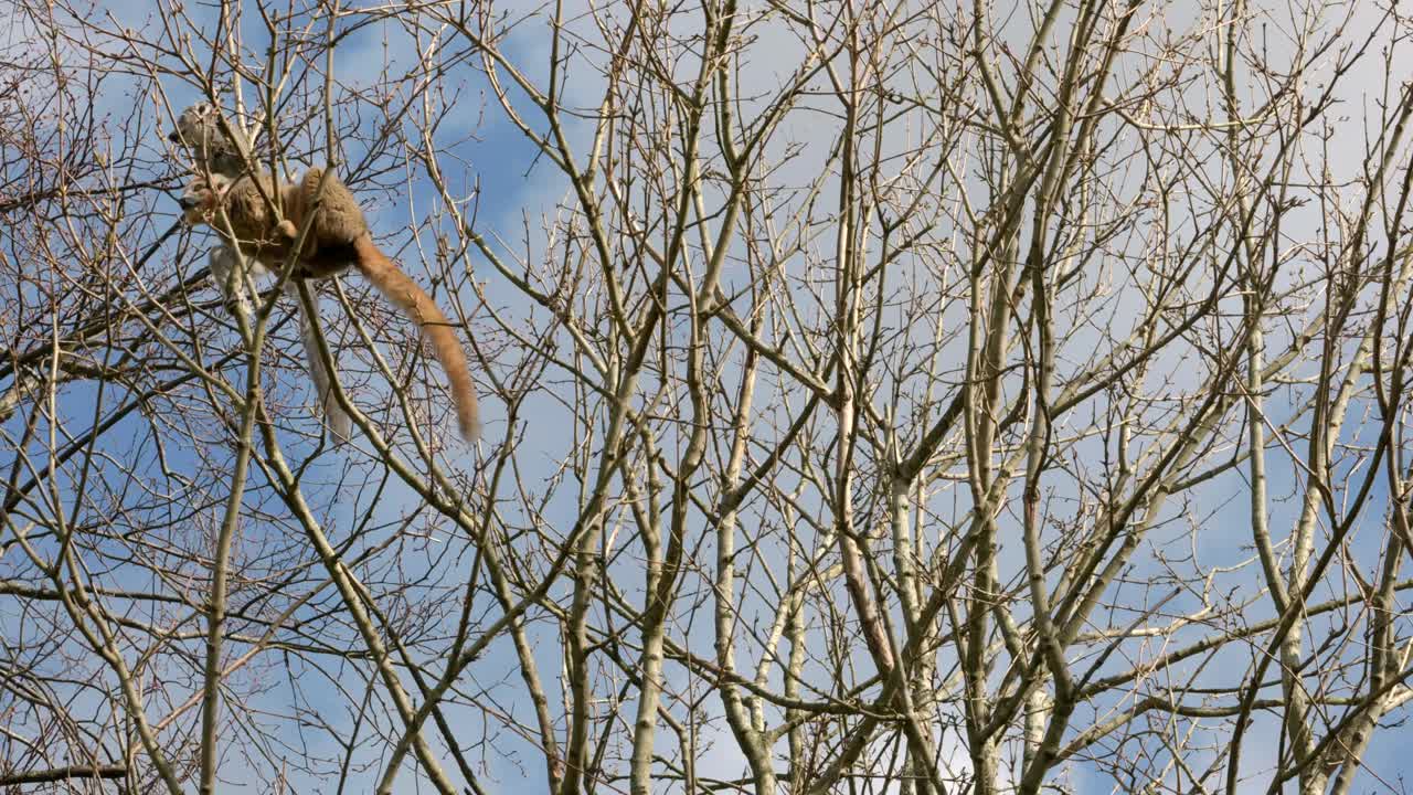 un par de lémur coronado sube delicadamente alrededor del dosel de un árbol comiendo los brotes de los árboles contra un cielo azul en el zoológico de edimburgo