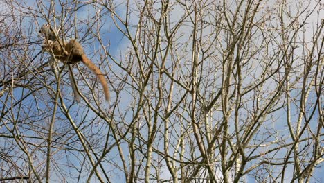 Un-Par-De-Lémur-Coronado-Sube-Delicadamente-Alrededor-Del-Dosel-De-Un-árbol-Comiendo-Los-Brotes-De-Los-árboles-Contra-Un-Cielo-Azul-En-El-Zoológico-De-Edimburgo