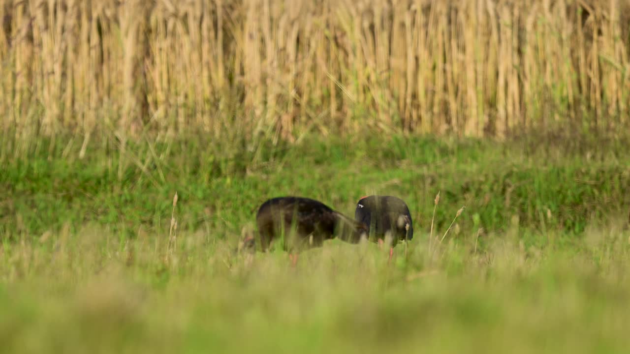 Subtle movement through grass adding depth to composition