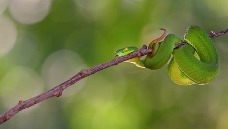 the white-lipped pit viper is a venomous pit viper endemic to southeast asia and is often found during the night waiting on a branch or limb of a tree near a body of water with plenty of food items