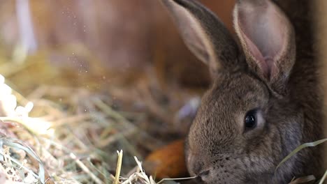 close-up of a cute rabbit eating hay
