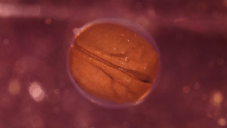 Visione microscopica di un embrione o seme in via di sviluppo
