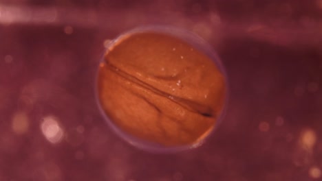 microscopic view of a developing embryo or seed