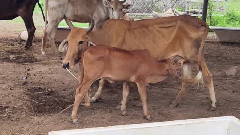 cow and calf feeding