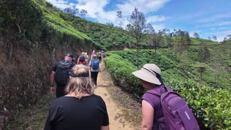 hiking through the tea plantations of sri lanka