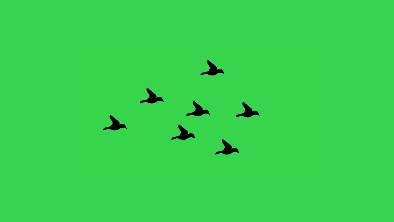Black crows fly from left to right on a green screen.