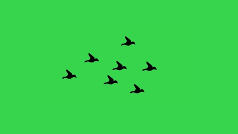 black crows fly from left to right on a green screen.