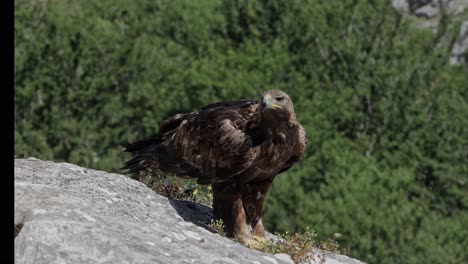 Aquila-Chrysaetos-Pájaro-Silvestre-Ubicado-En-Un-Acantilado-Rocoso-En-La-Naturaleza