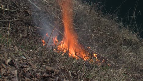 old branches burning in field on autumn morning, fire under control, cleaning