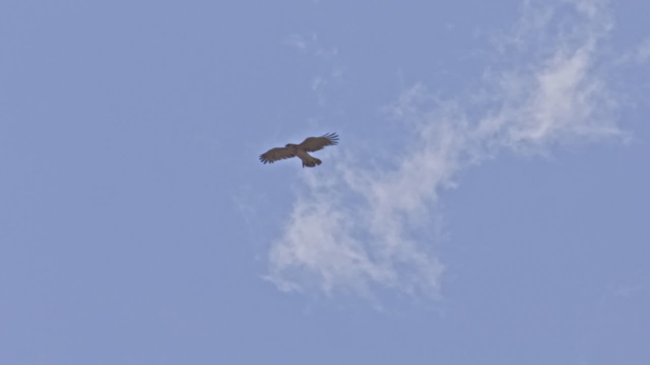 Short-toed snake eagle (Circaetus gallicus) soaring in the sky while searching for prey