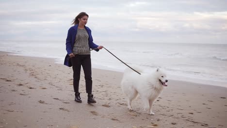 Junge-Attraktive-Frau,-Die-Mit-Einem-Samojedenhund-Auf-Dem-Sand-Am-Meer-Spaziert.-Zeitlupenaufnahme