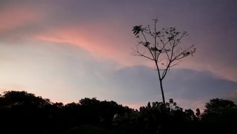 Nubes-De-Puesta-De-Sol-Pastel-Con-Silueta-De-árbol-De-Jacaranda-En-Costa-Rica,-Tiro-Amplio-Cerrado