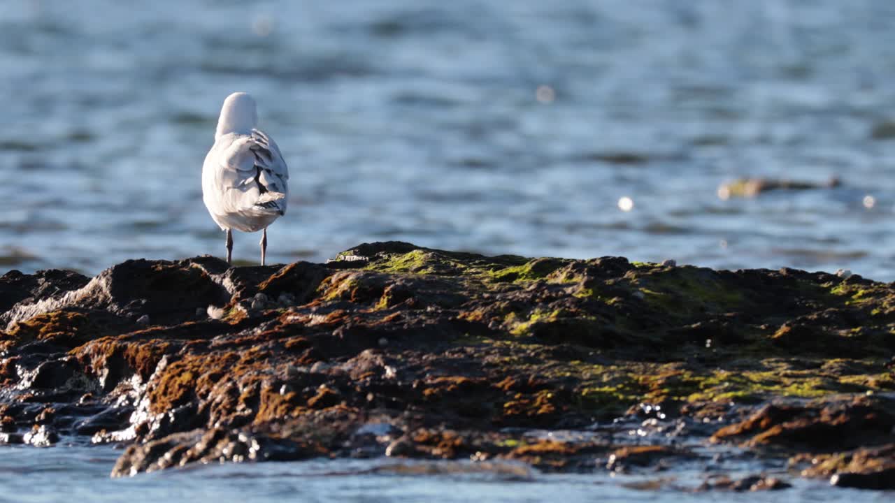 Måge på sten ved havet