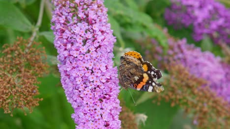 red admiral butterfly on buddleia flower