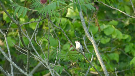 downy woodpecker bird pecking on a wooden branch with a green blurred background, conservation concept